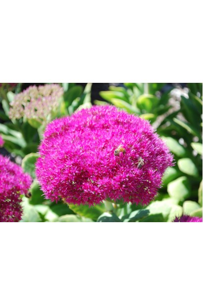 Очиток ‘Неон’ — Многолетнее декоративное растение